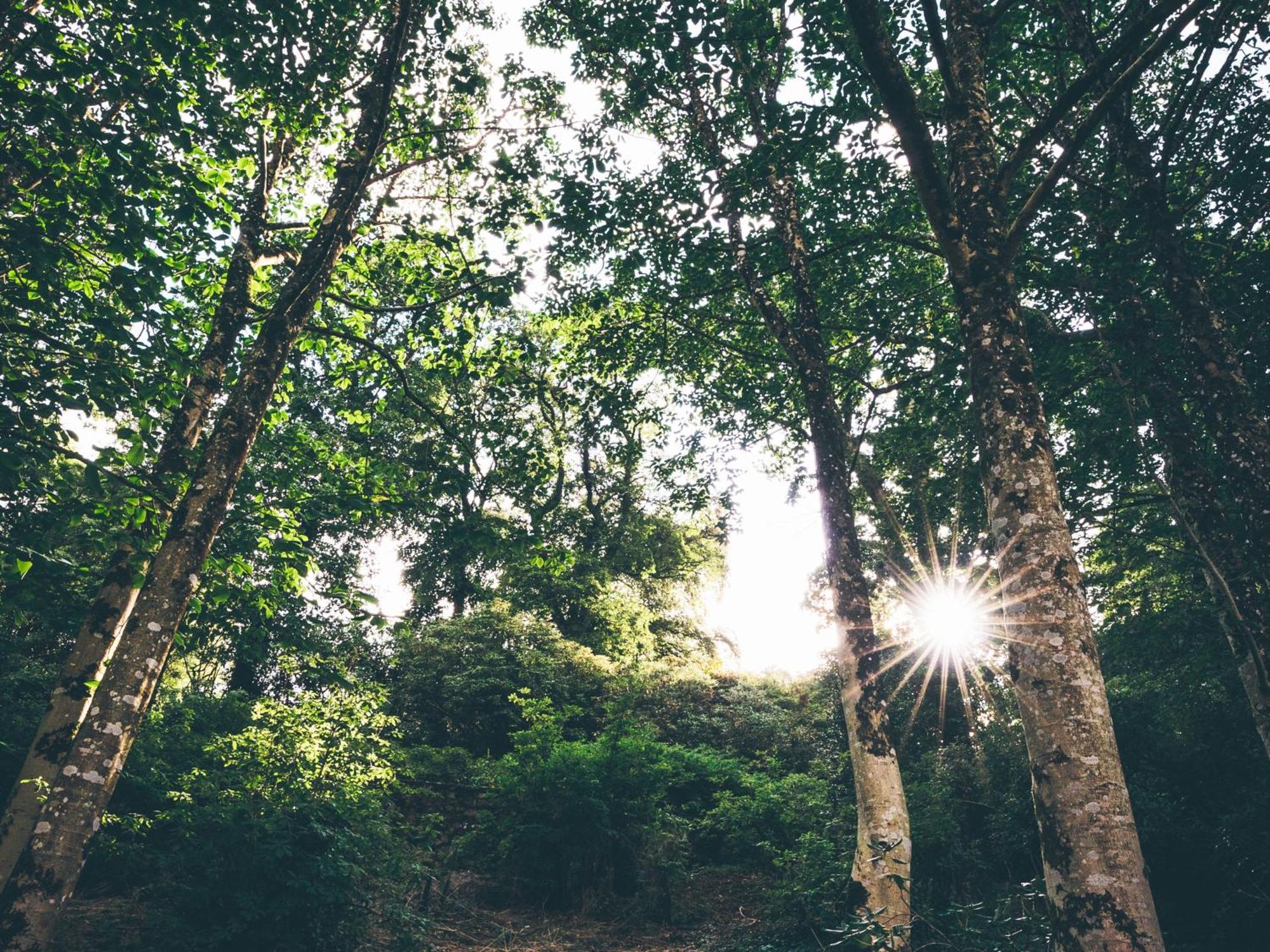 The Forest At Mount Congreve Gardens Kilmeaden Ngoại thất bức ảnh